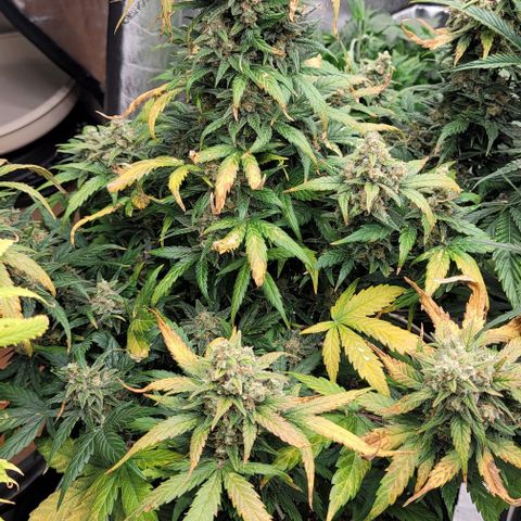 Mimosa Cake Auto growlog timeline photo