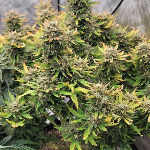 Mimosa Cake Auto growlog timeline photo