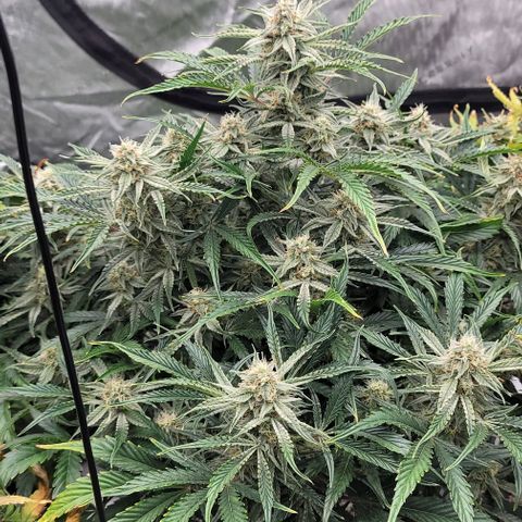 Double grape  growlog timeline photo