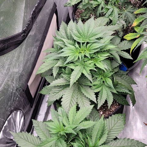 Fastbuds cherry cola growlog timeline photo