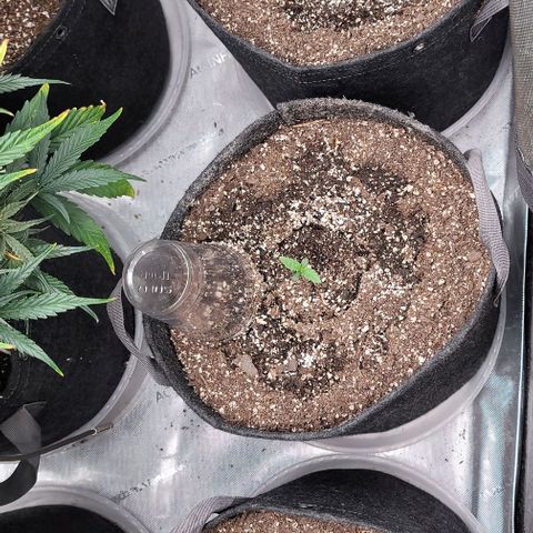 Blue Sprayed Shoes growlog timeline photo