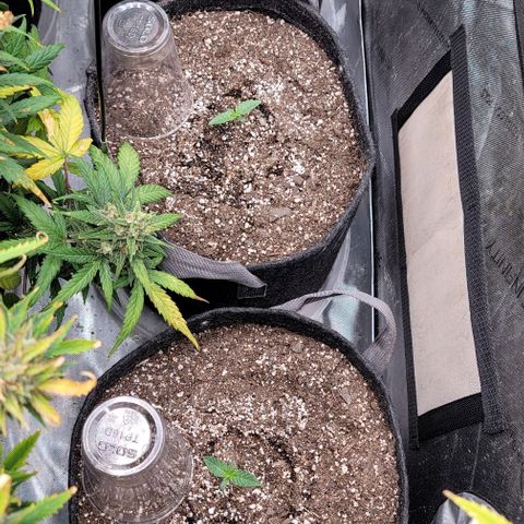 Blue Sprayed Shoes growlog timeline photo