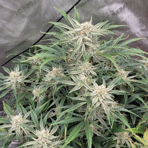 Double grape  growlog timeline photo