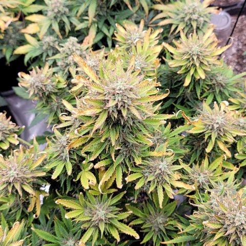 Mimosa Cake Auto growlog timeline photo