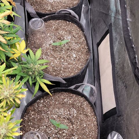 Blue Sprayed Shoes growlog timeline photo