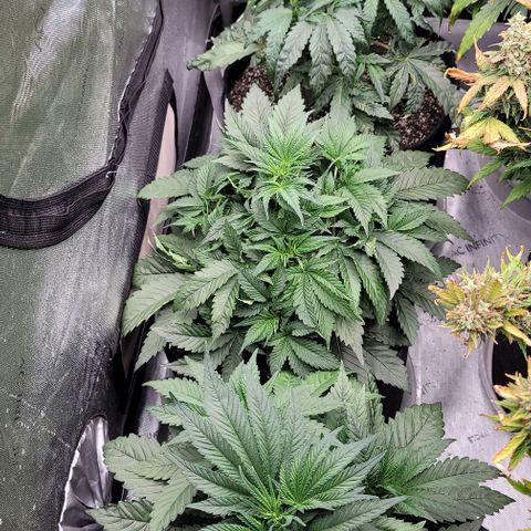 Fastbuds cherry cola growlog timeline photo