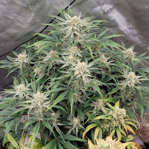 Double grape  growlog timeline photo