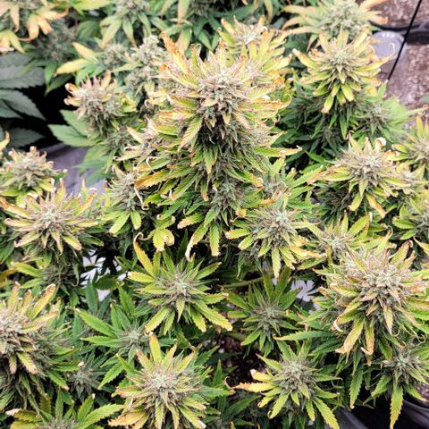 Mimosa Cake Auto growlog timeline photo
