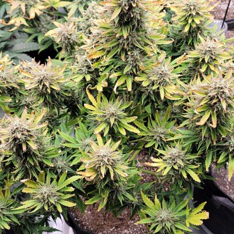 Mimosa Cake Auto growlog timeline photo
