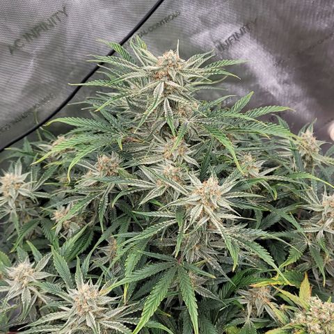 Double grape  growlog timeline photo