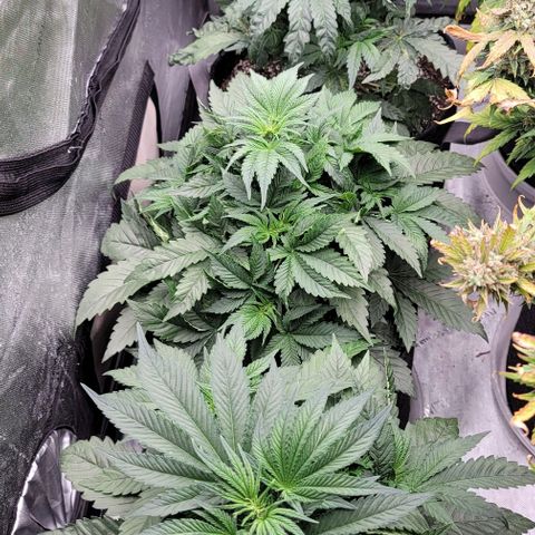 Fastbuds cherry cola growlog timeline photo