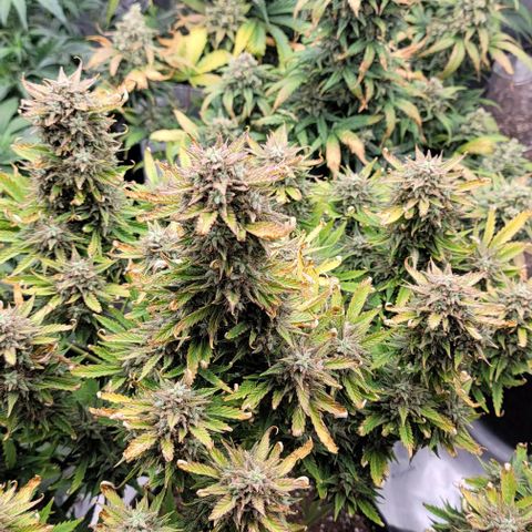 Mimosa Cake Auto growlog timeline photo