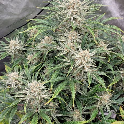 Double grape  growlog timeline photo