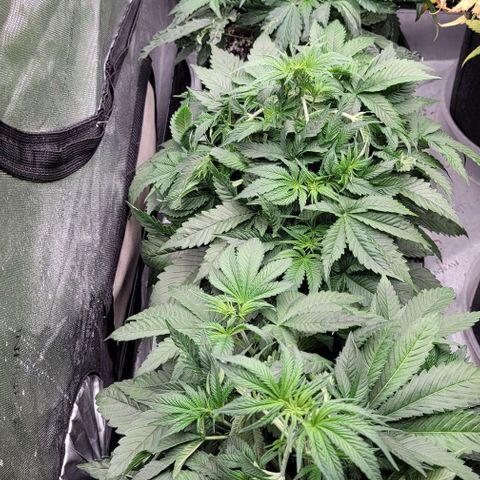 Fastbuds cherry cola growlog timeline photo