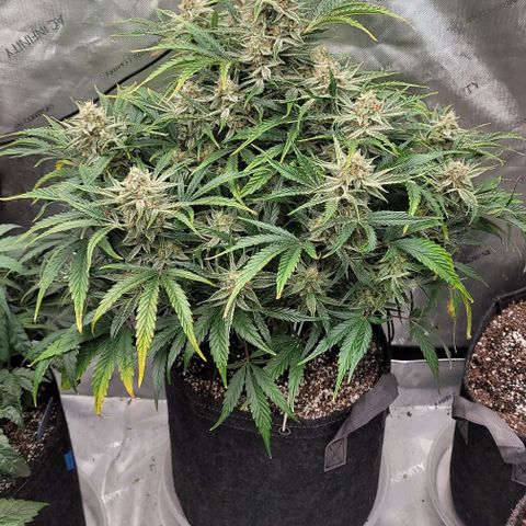 Double grape  growlog timeline photo