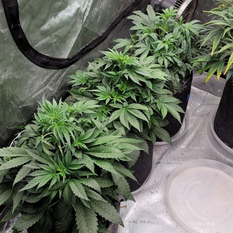 Fastbuds cherry cola growlog timeline photo