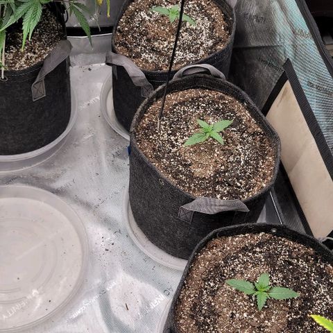 Blue Sprayed Shoes growlog timeline photo