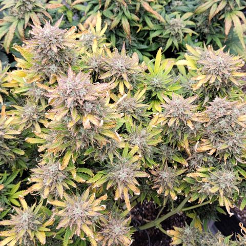 Mimosa Cake Auto growlog timeline photo