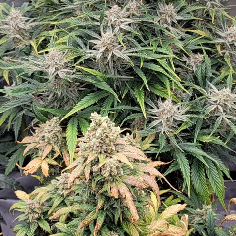 Double grape  growlog timeline photo