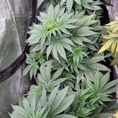 Fastbuds cherry cola growlog timeline photo