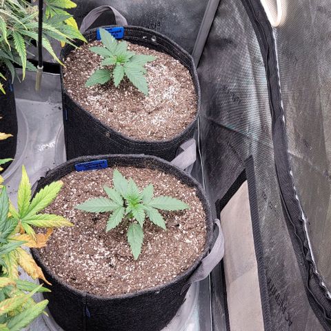 Blue Sprayed Shoes growlog timeline photo