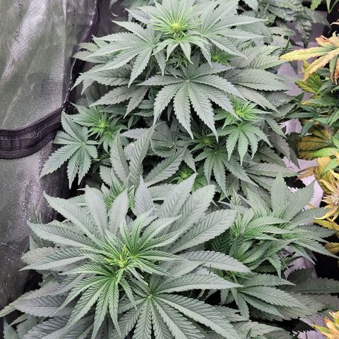 Fastbuds cherry cola growlog timeline photo