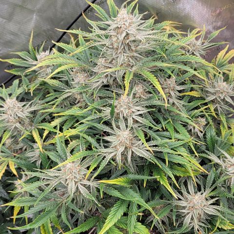 Double grape  growlog timeline photo