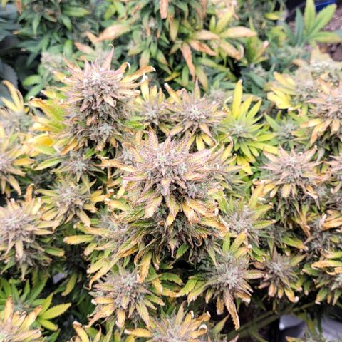 Mimosa Cake Auto growlog timeline photo