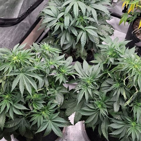 Fastbuds cherry cola growlog timeline photo