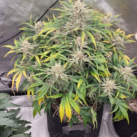 Double grape  growlog timeline photo
