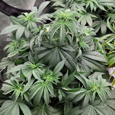 Fastbuds cherry cola growlog timeline photo