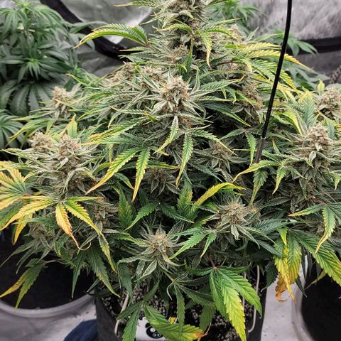 Double grape  growlog timeline photo