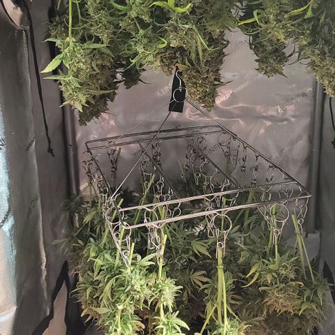 Mimosa Cake Auto growlog timeline photo