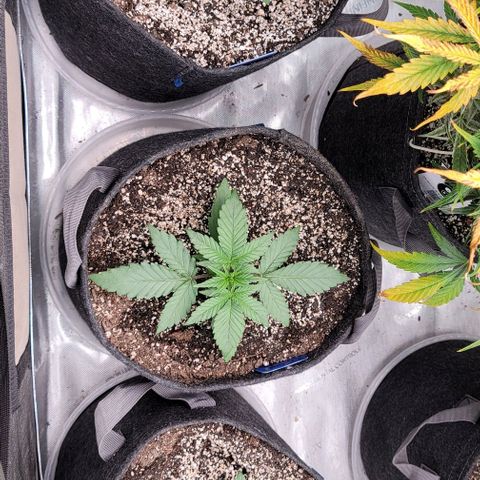 Blue Sprayed Shoes growlog timeline photo