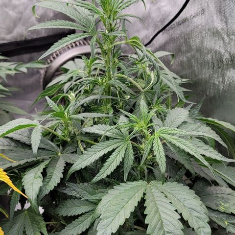 Fastbuds cherry cola growlog timeline photo