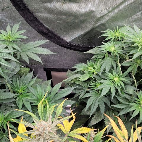 Fastbuds cherry cola growlog timeline photo