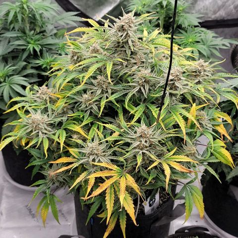 Double grape  growlog timeline photo