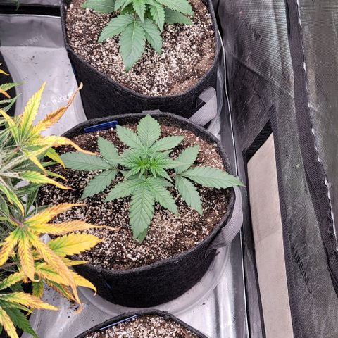 Blue Sprayed Shoes growlog timeline photo