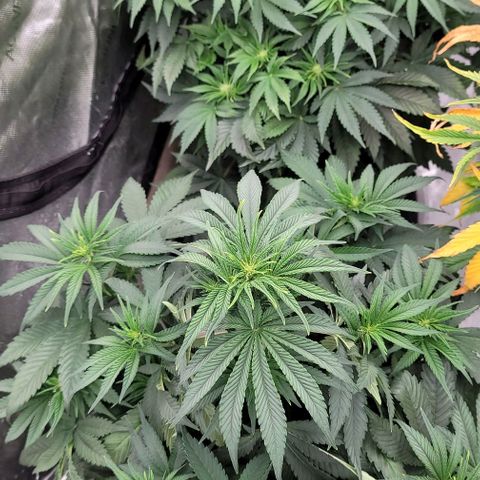Fastbuds cherry cola growlog timeline photo
