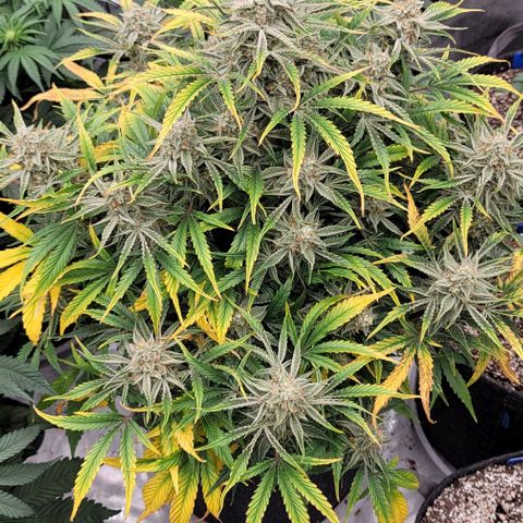 Double grape  growlog timeline photo