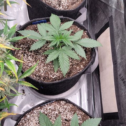 Blue Sprayed Shoes growlog timeline photo