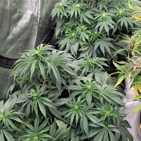Fastbuds cherry cola growlog timeline photo