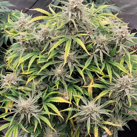 Double grape  growlog timeline photo