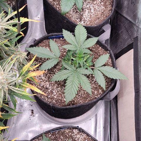 Blue Sprayed Shoes growlog timeline photo