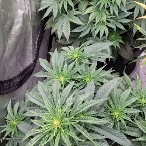 Fastbuds cherry cola growlog timeline photo