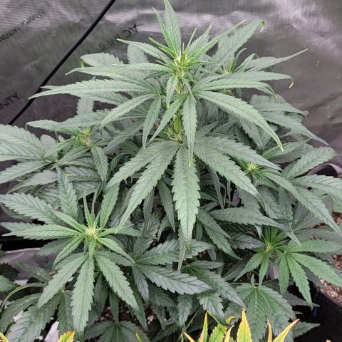 Fastbuds cherry cola growlog timeline photo