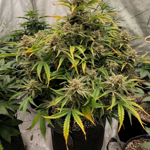 Double grape  growlog timeline photo