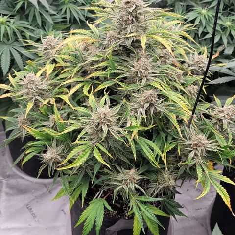 Double grape  growlog timeline photo