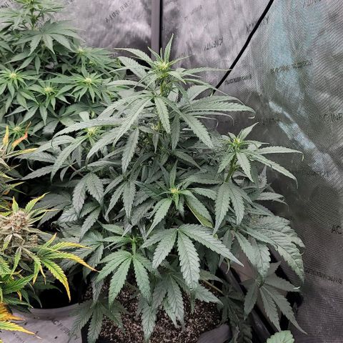 Fastbuds cherry cola growlog timeline photo