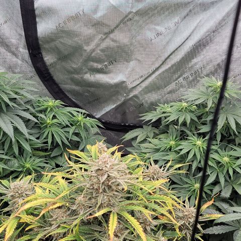 Fastbuds cherry cola growlog timeline photo